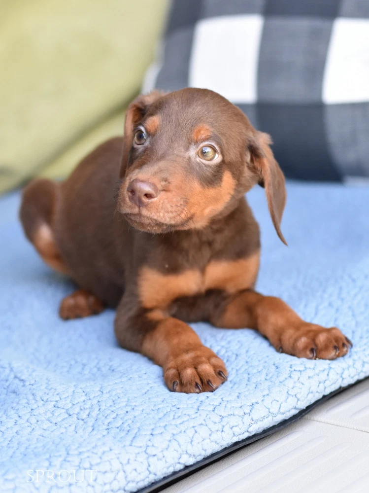 Sprout Briar's Litter