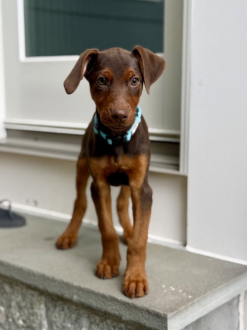 Sprout (Briar's Litter), a dog for adoption from SNARR Northeast Animal Rescue