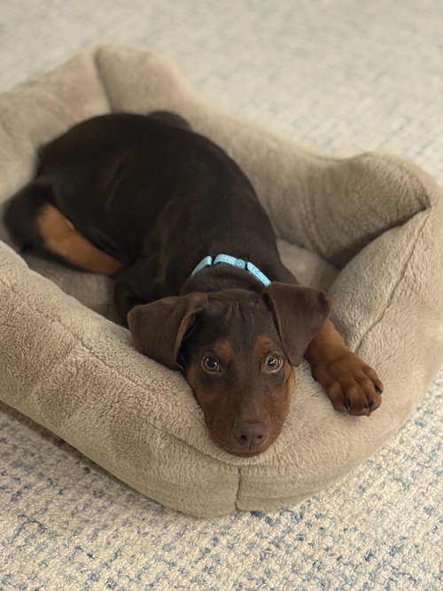 Photo 3 of Sprout (Briar's Litter)