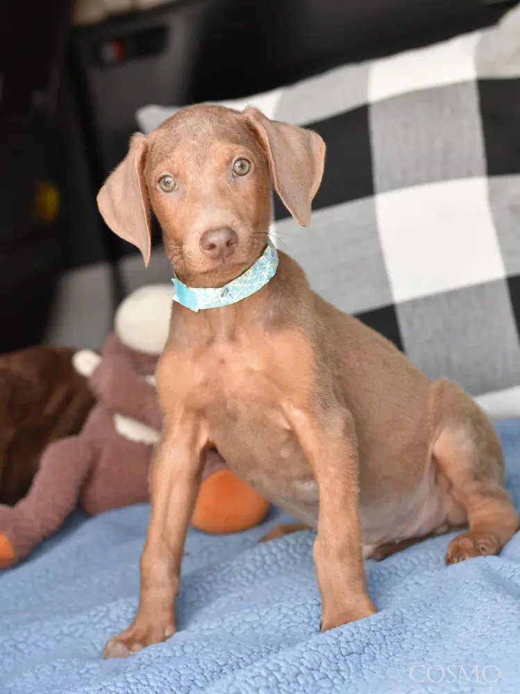 Cosmo Briar's Litter - Doberman Pinscher
