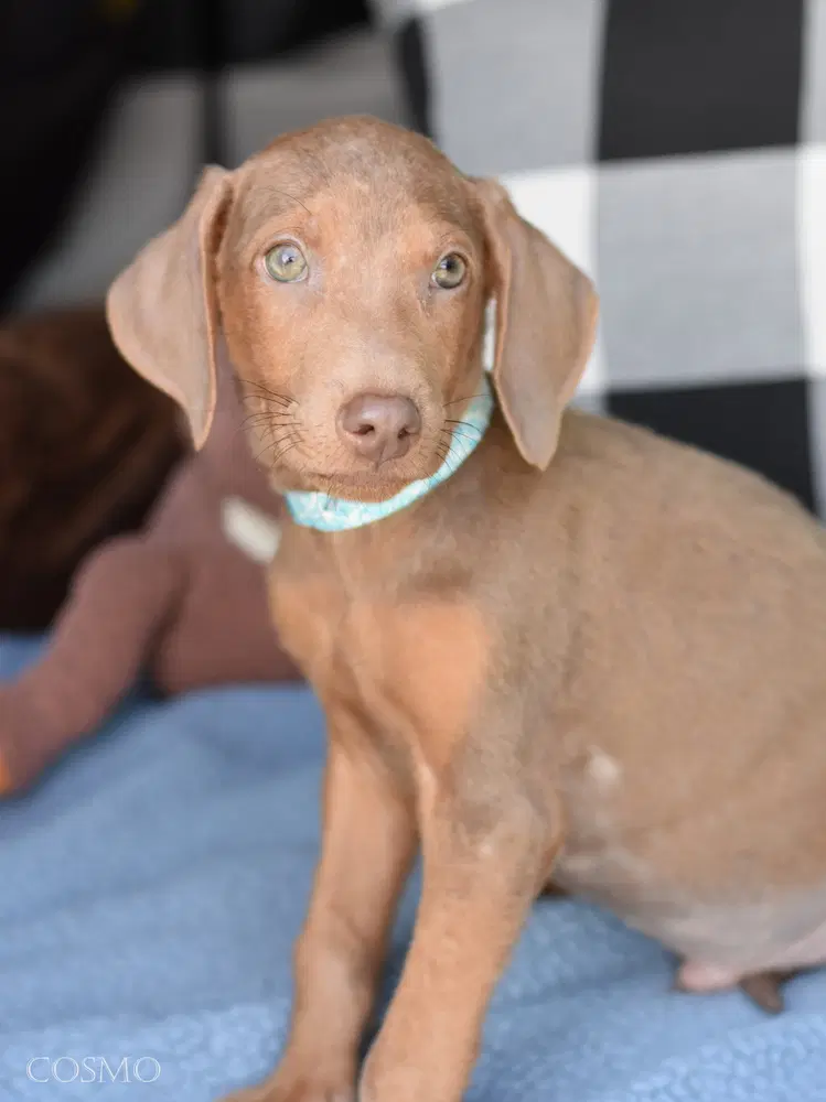 Cosmo Briar's Litter image 2
