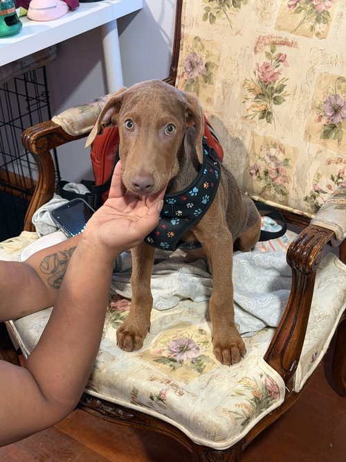 Cosmo (Briar's Litter), a dog for adoption from SNARR Northeast Animal Rescue