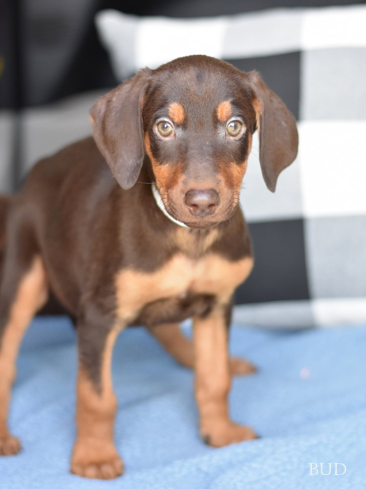 Bud (Briar's Litter), dog