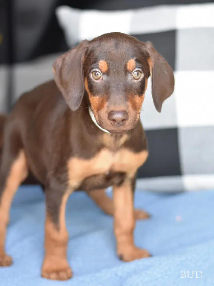 Bud Briar's Litter image 1