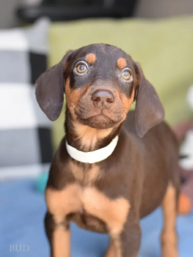 Bud Briar's Litter image 2
