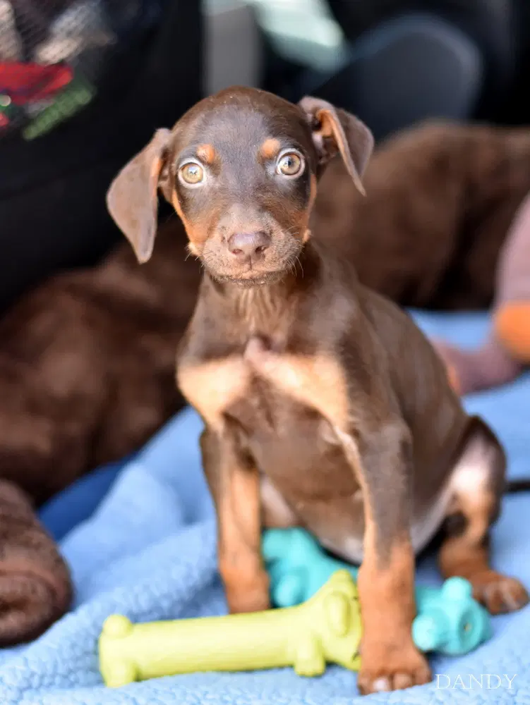 Dandy Briar's Litter - Doberman Pinscher