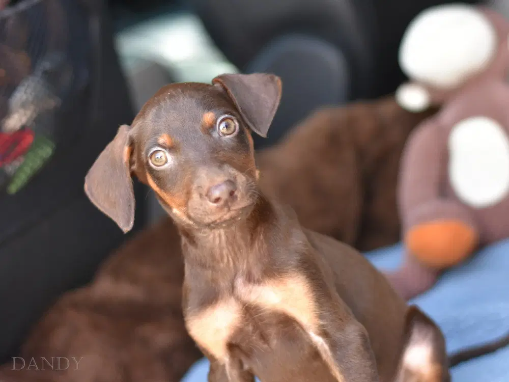 Dandy Briar's Litter image 2