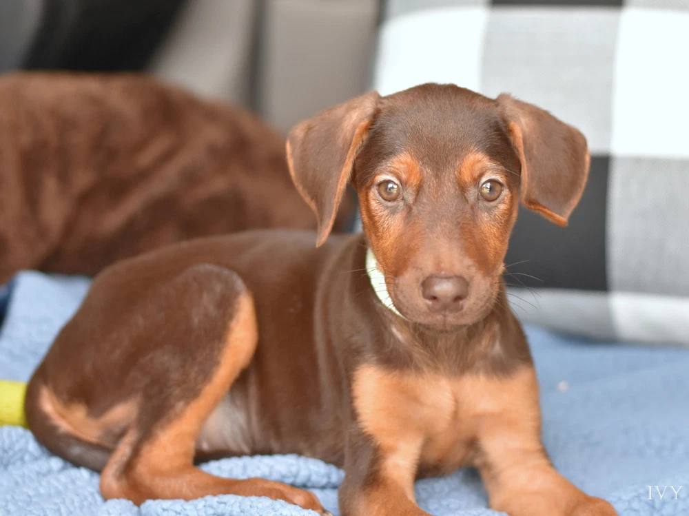 Ivy Briar's Litter