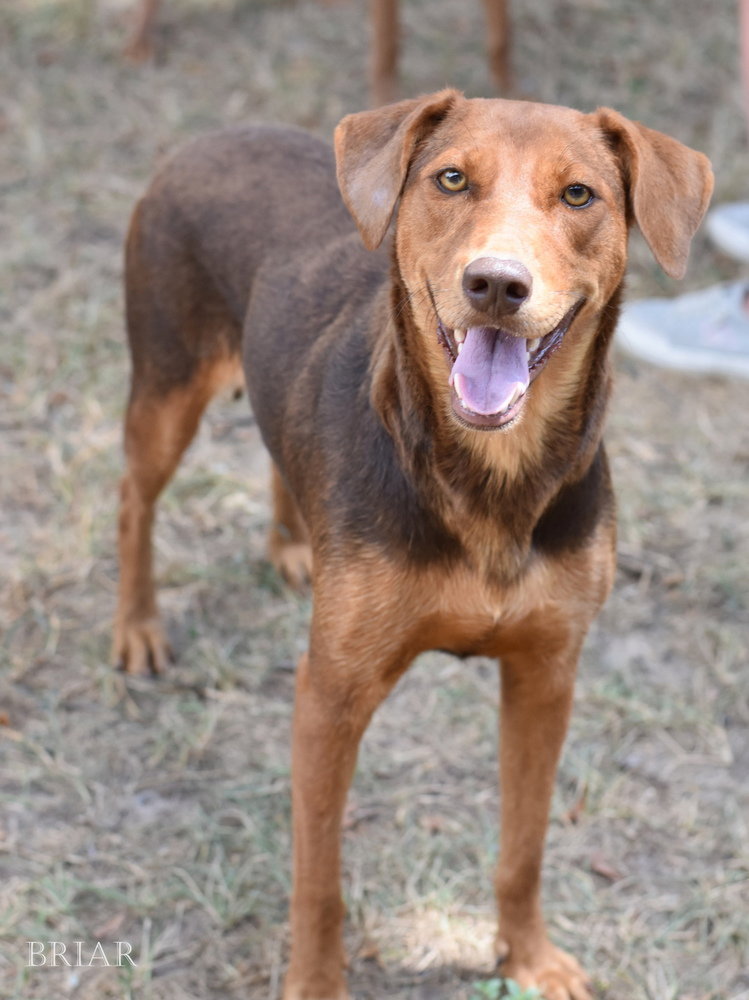 Briar (Momma)