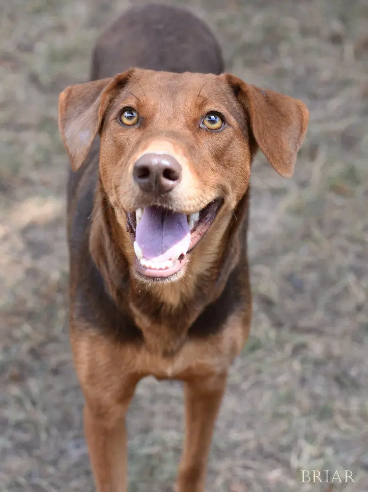 Briar Momma image 3