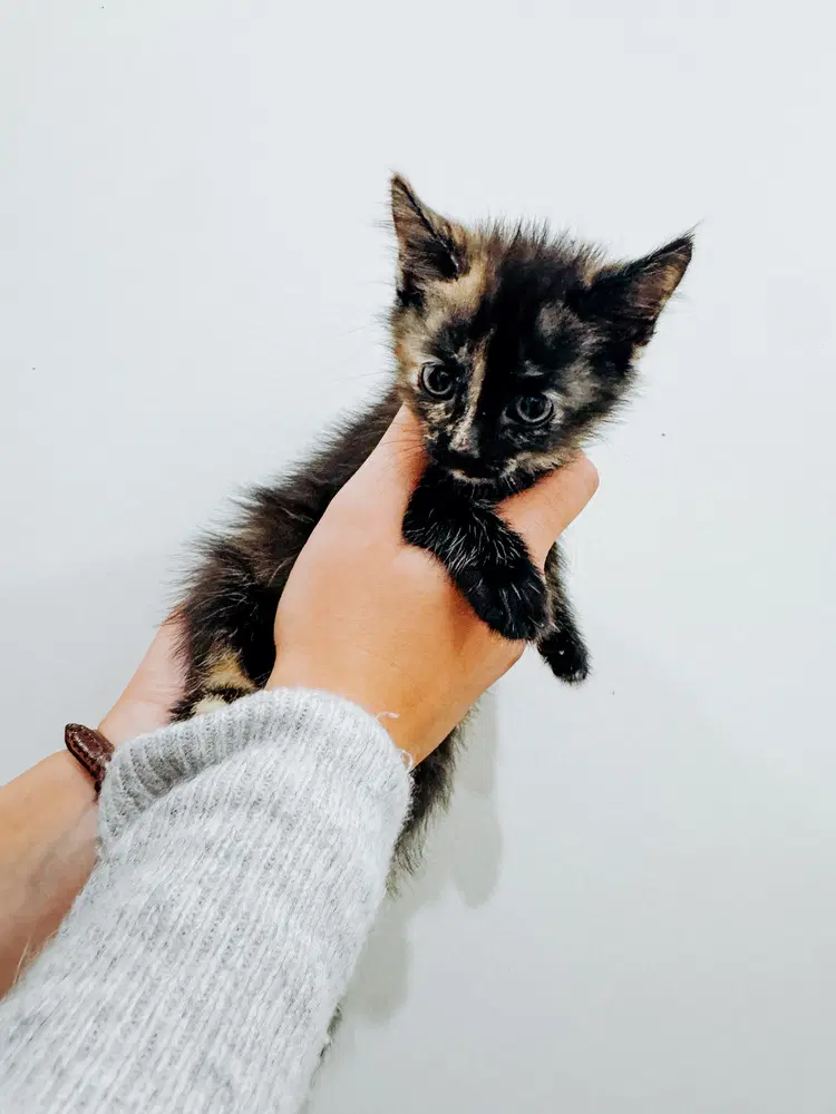 Dolly Parton - Domestic Short Hair