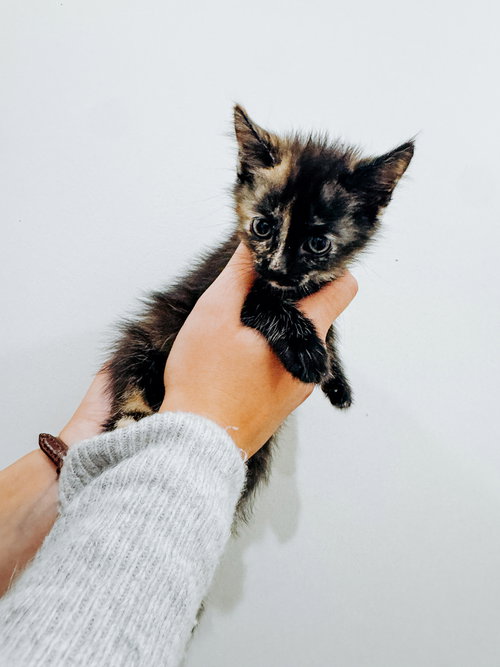 picture of the cat needing adoption