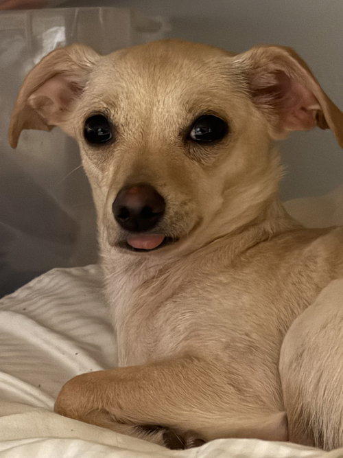 Riley, Chihuahua / Mixed