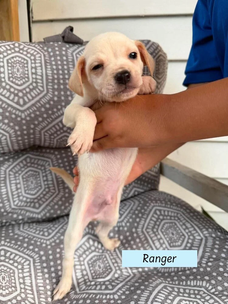 Ranger Roxie's Litter