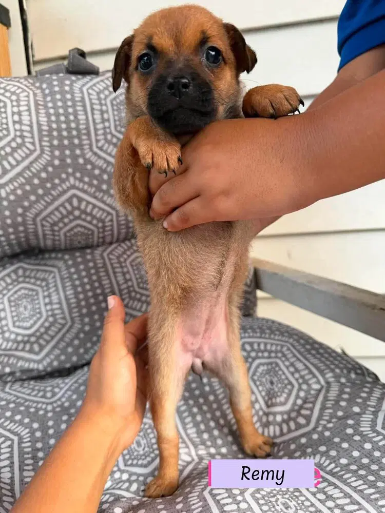 Remy Roxie's Litter - Pug