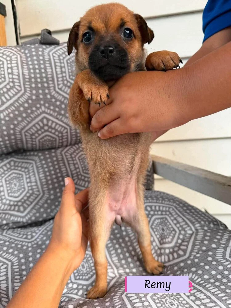 Remy Roxie's Litter