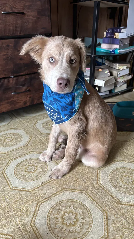 Thunder Cleveland Puppy - Retriever