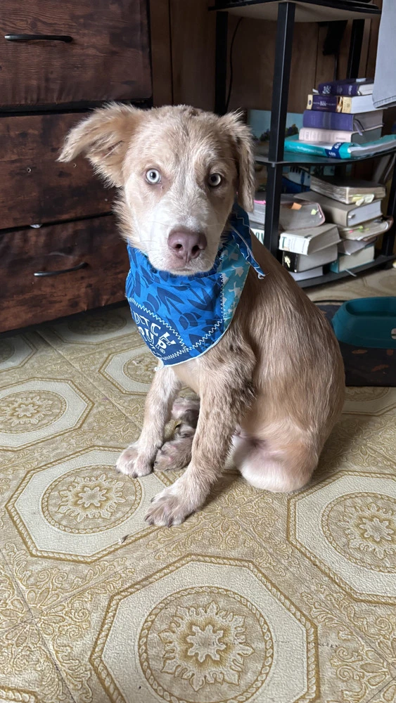 Thunder Cleveland Puppy