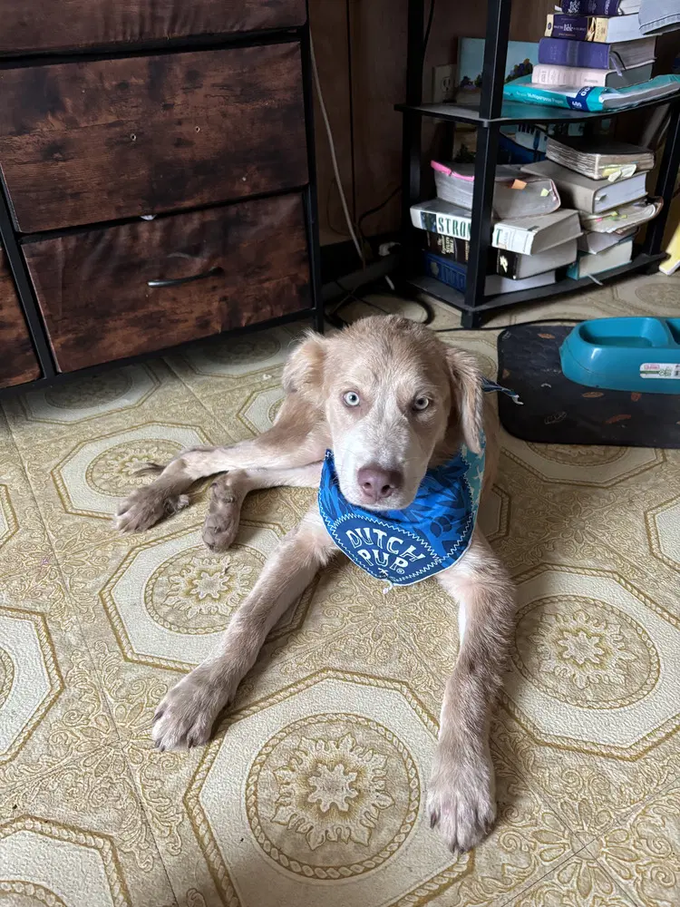 Thunder Cleveland Puppy image 2