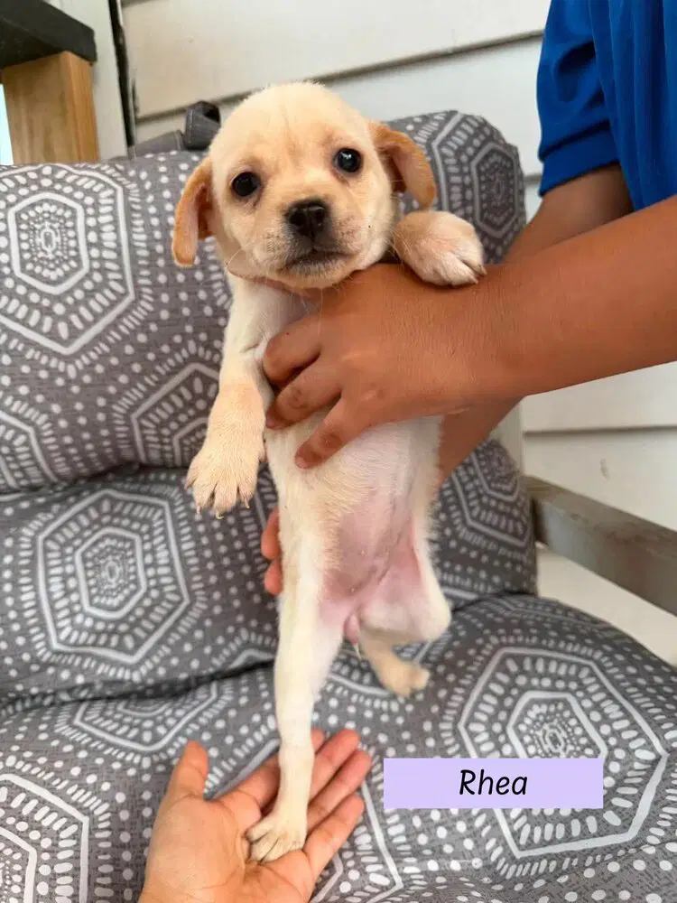 Rhea Roxie's Litter - Pug