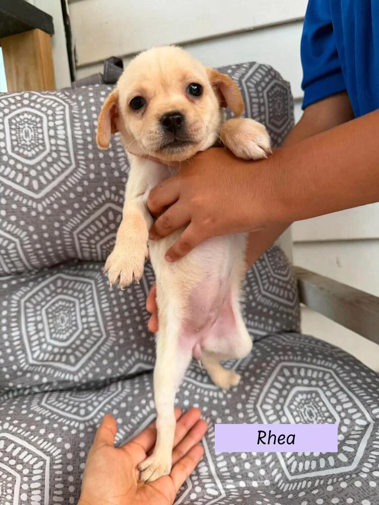 Rhea Roxie's Litter