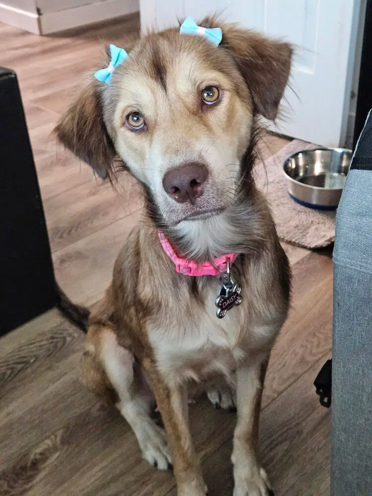 Daisy Cleveland Mama - Retriever