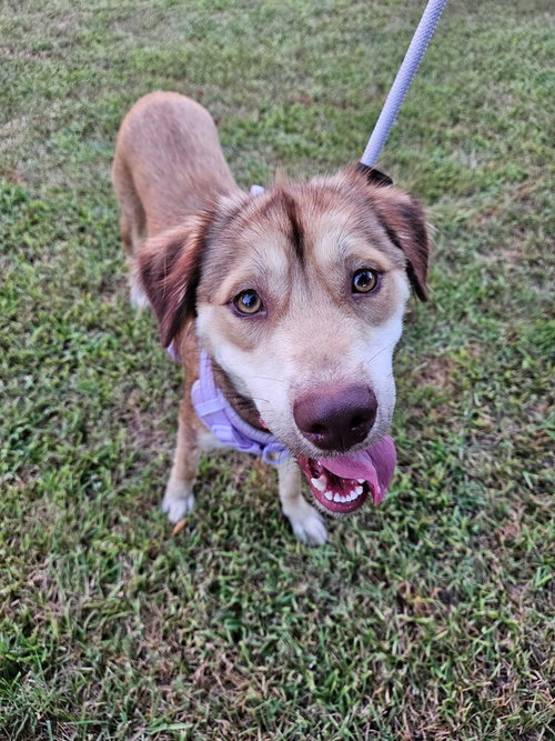 Photo 2 of Daisy (Cleveland Mama)
