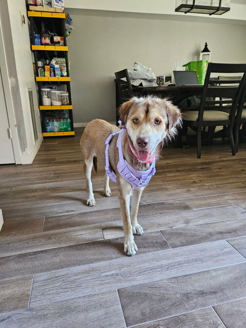 Photo 3 of Daisy (Cleveland Mama)