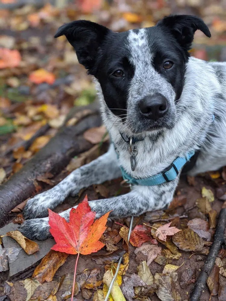 Pepper Ny - Australian Cattle Dog/Blue Heeler