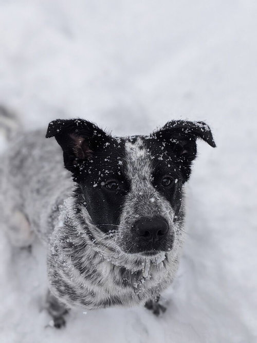 Photo 3 of Pepper (NY)