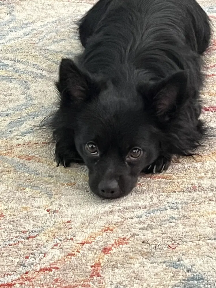 Oliver Nj - Chihuahua