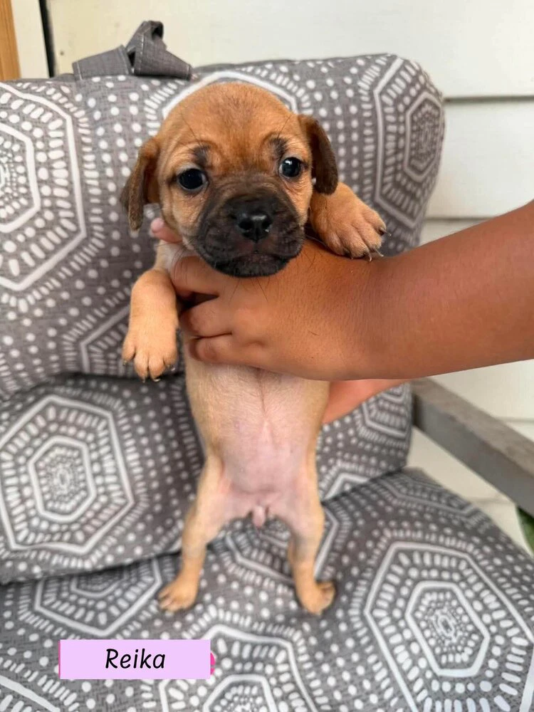 Reika Roxie's Litter