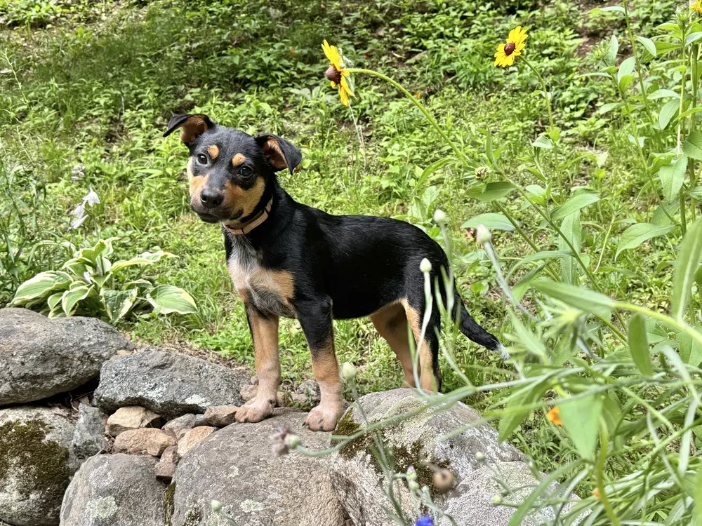 Zeppelin Rock Star Litter - German Shepherd Dog