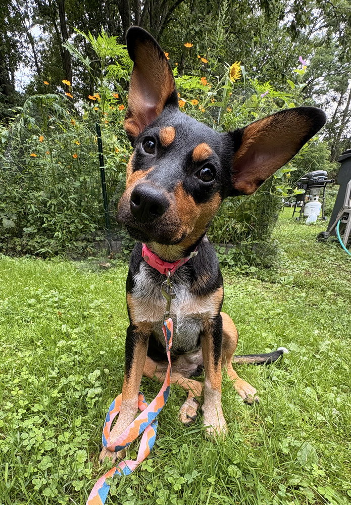 Zeppelin (Rock Star Litter)