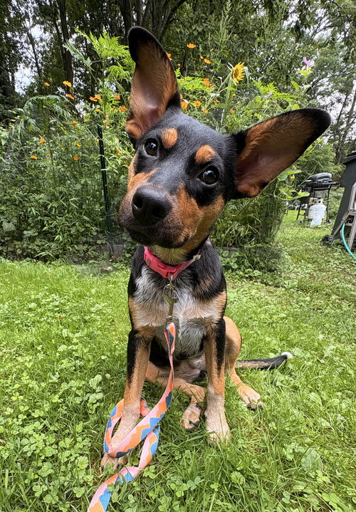 Zeppelin (Rock Star Litter), a dog for adoption from SNARR Northeast Animal Rescue
