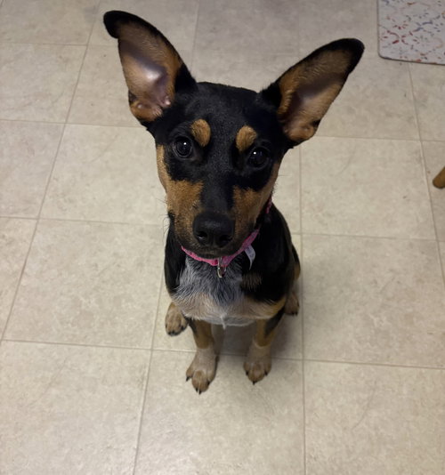 Photo 3 of Zeppelin (Rock Star Litter)