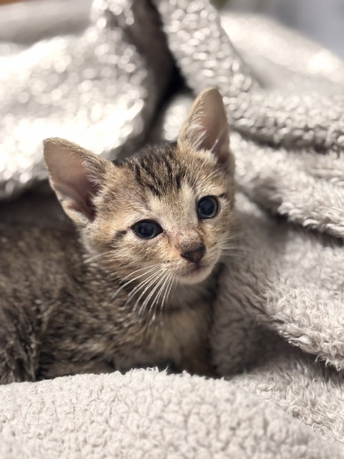 Rose (Chelsea's Crew), a cat for adoption from SNARR Northeast Animal Rescue