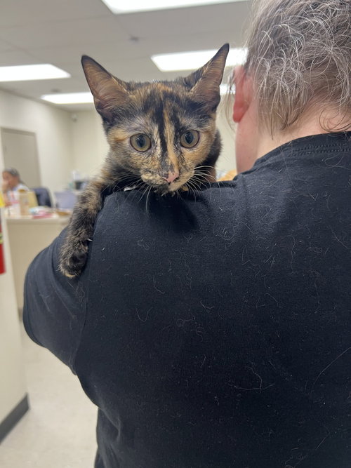 Sapphire (Chelsea's Crew), a cat for adoption from SNARR Northeast Animal Rescue