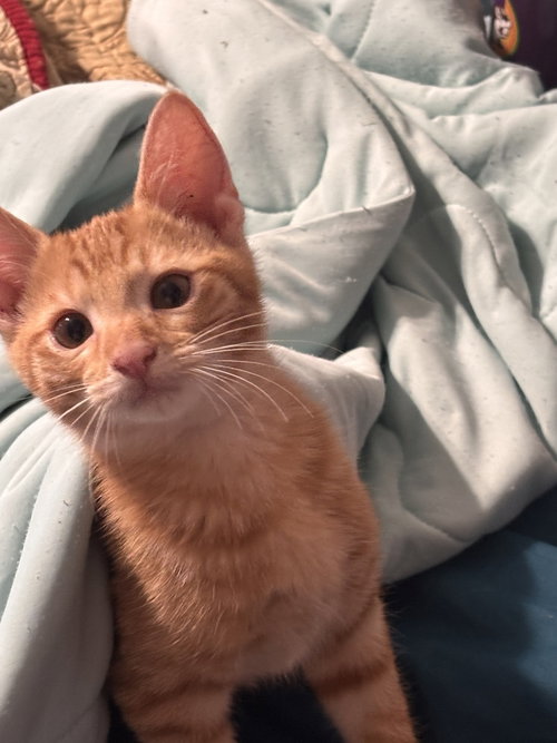 Topaz (Chelsea's Crew), a cat for adoption from SNARR Northeast Animal Rescue