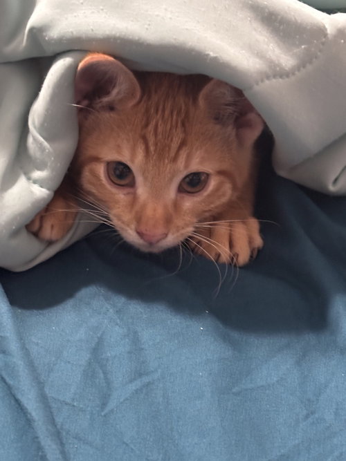 Smokey (Chelsea's Crew), a cat for adoption from SNARR Northeast Animal Rescue