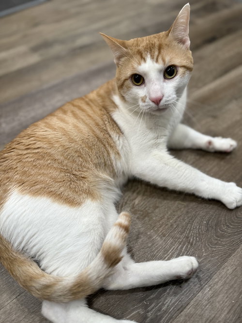 Ziggy, Domestic Short Hair / Mixed