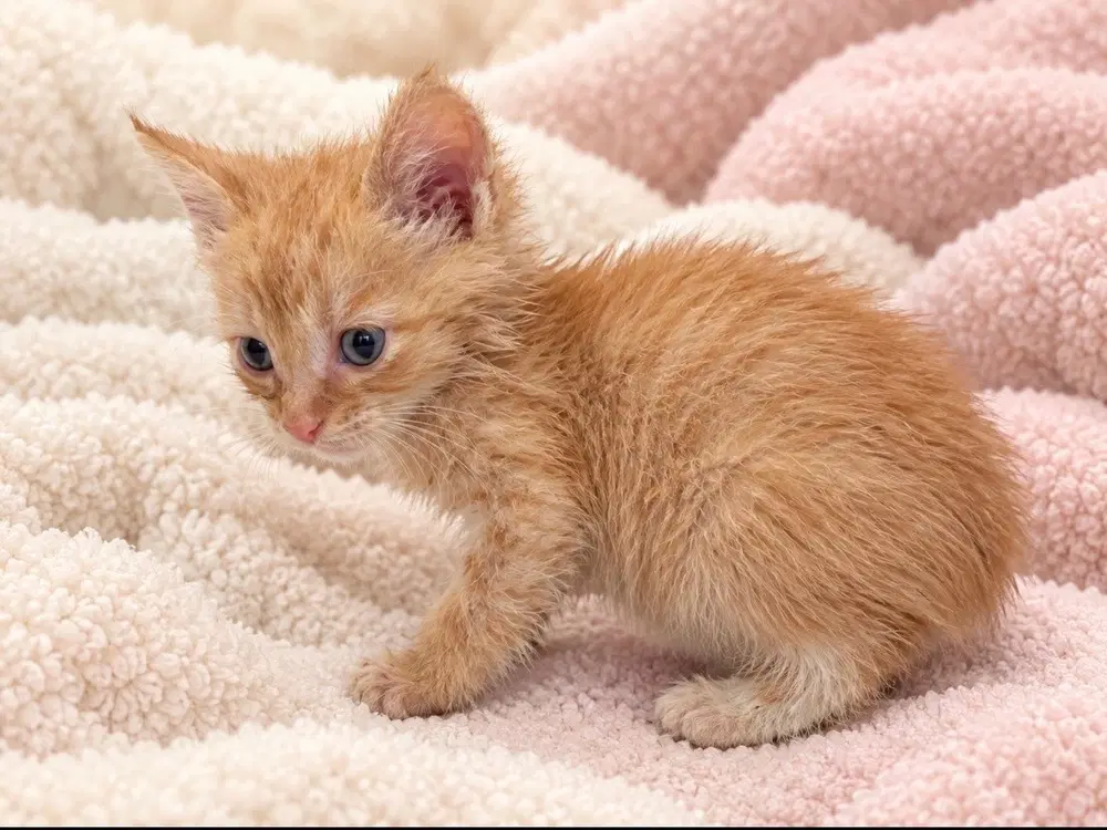 Boots - Domestic Short Hair