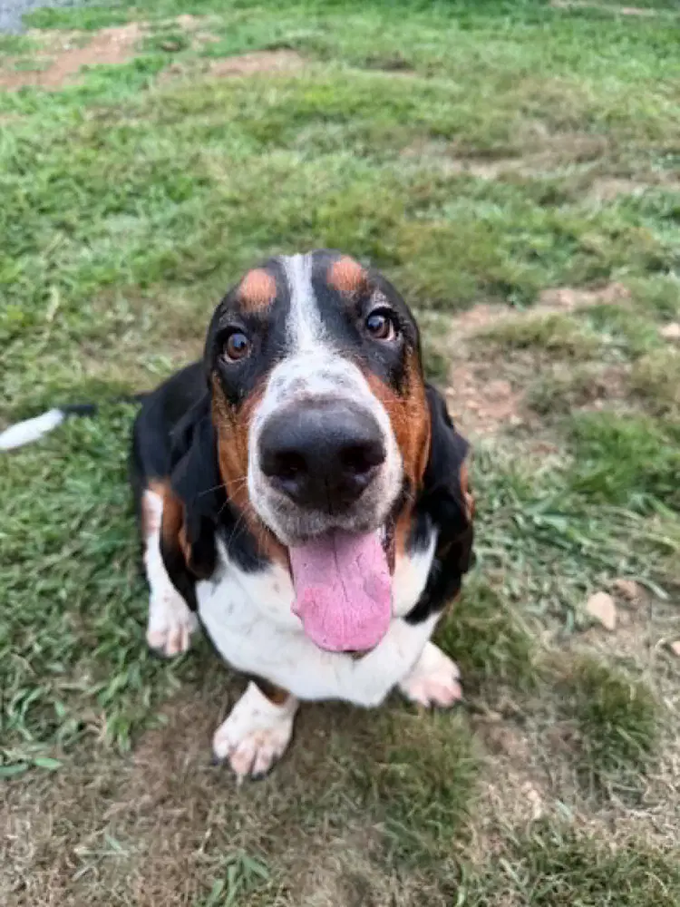 Ted - Basset Hound
