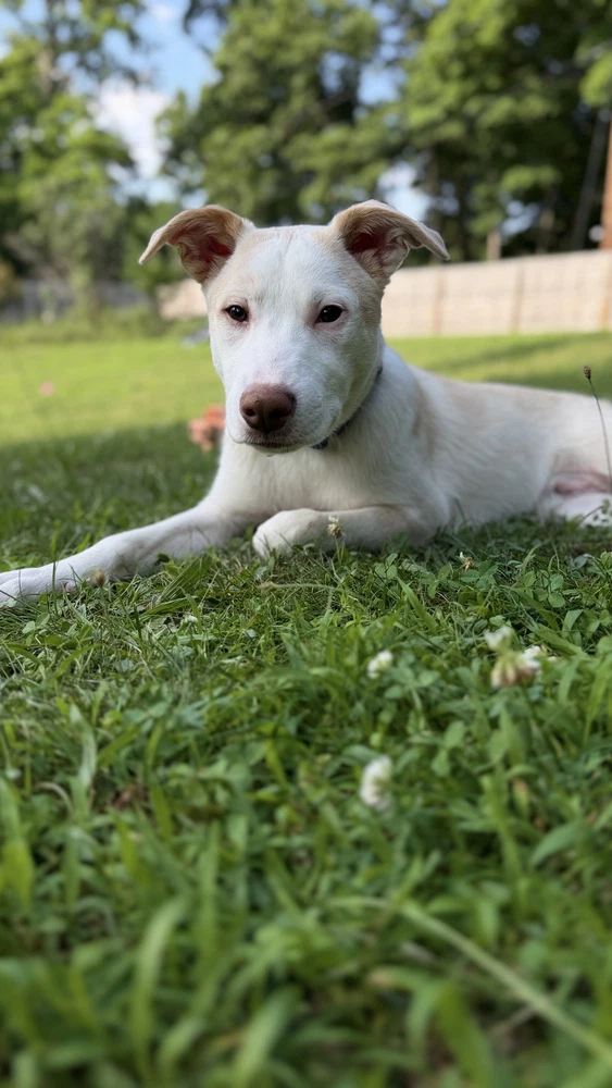 Artax A Pups