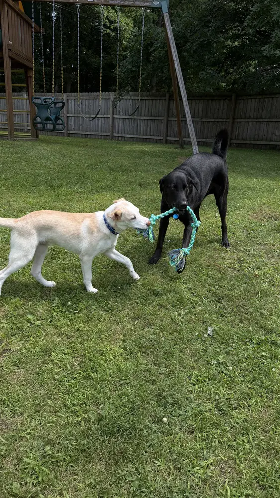 Artax A Pups image 3