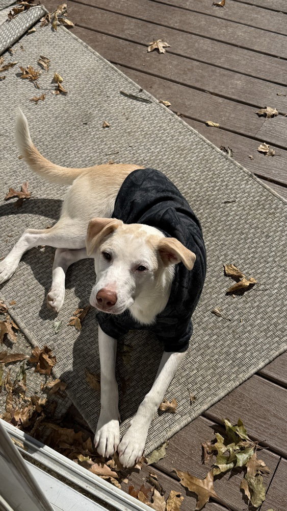 Artax (A Pups)