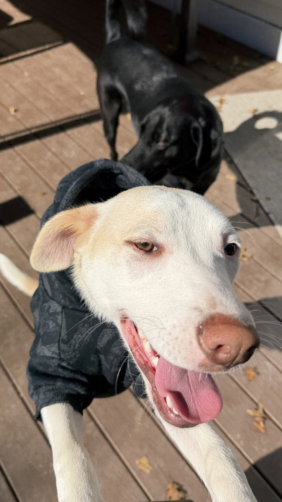 Artax (A Pups), photo 2