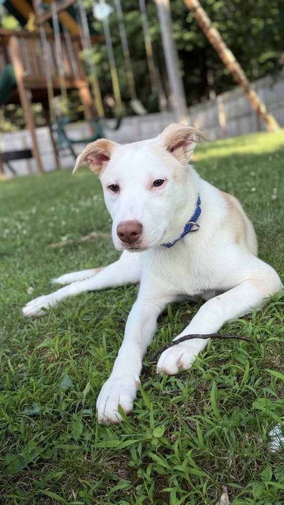 Artax (A Pups), photo 4