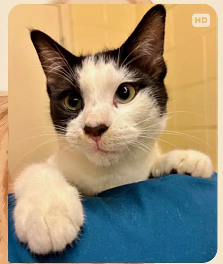 Arnie South Carolina Four - Domestic Short Hair