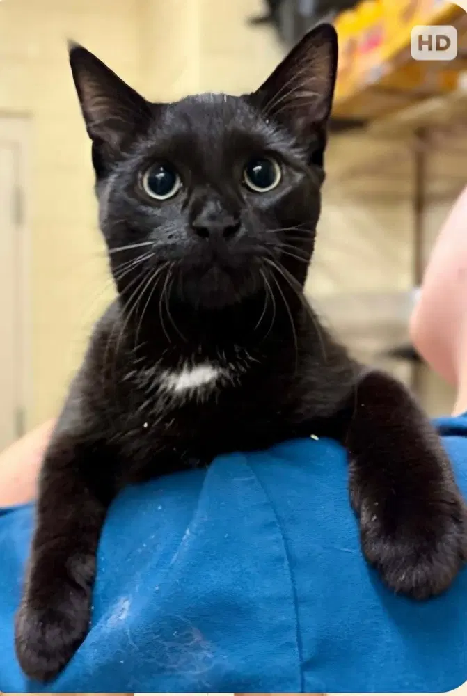 Pavel South Carolina Four - Domestic Short Hair